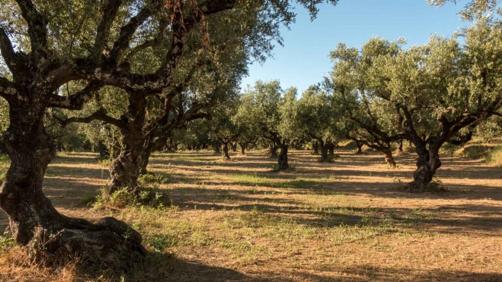 Le Jardin Ménara à Marrakech, un immense espace naturel de plus de 100 hectares