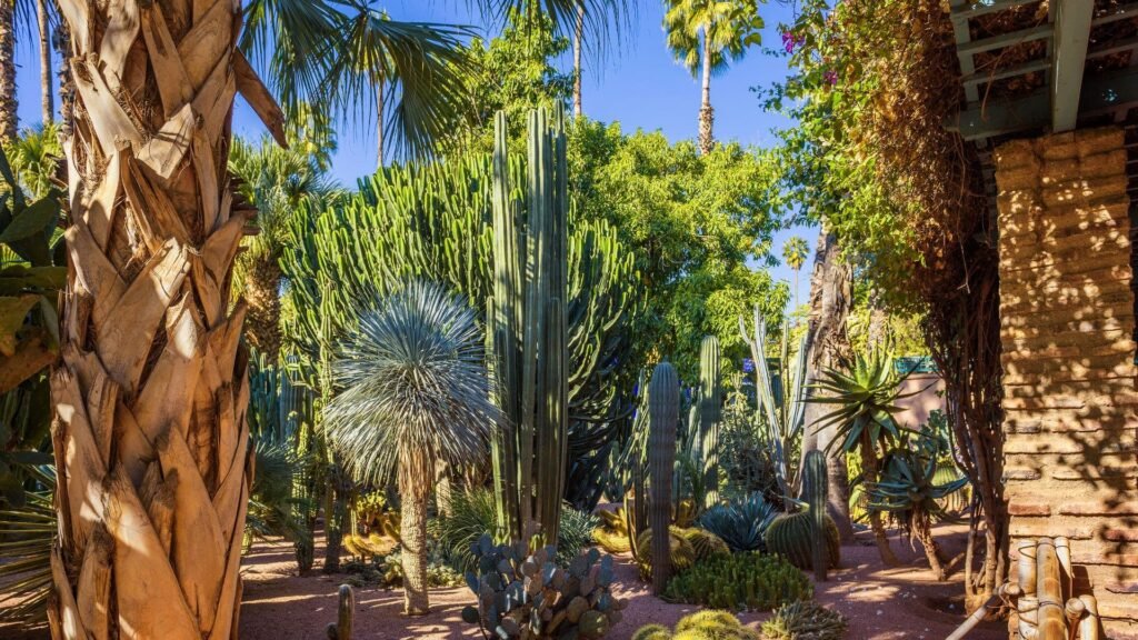 Jardin Majorelle à Marrakech avec son célèbre bleu et ses cactus exotiques